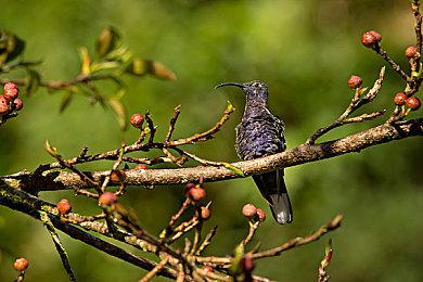 《星辰群鸟》Steam抢先体验 好评宇宙基地建设